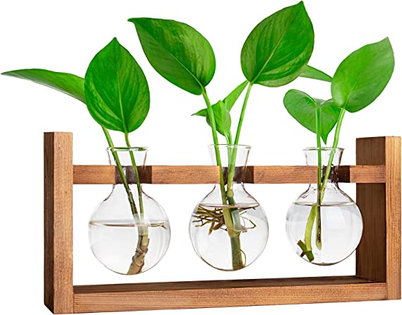 Glass bulb plant terrarium gift idea